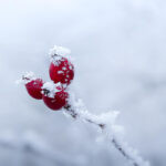 zima 2026 peognozy malbork